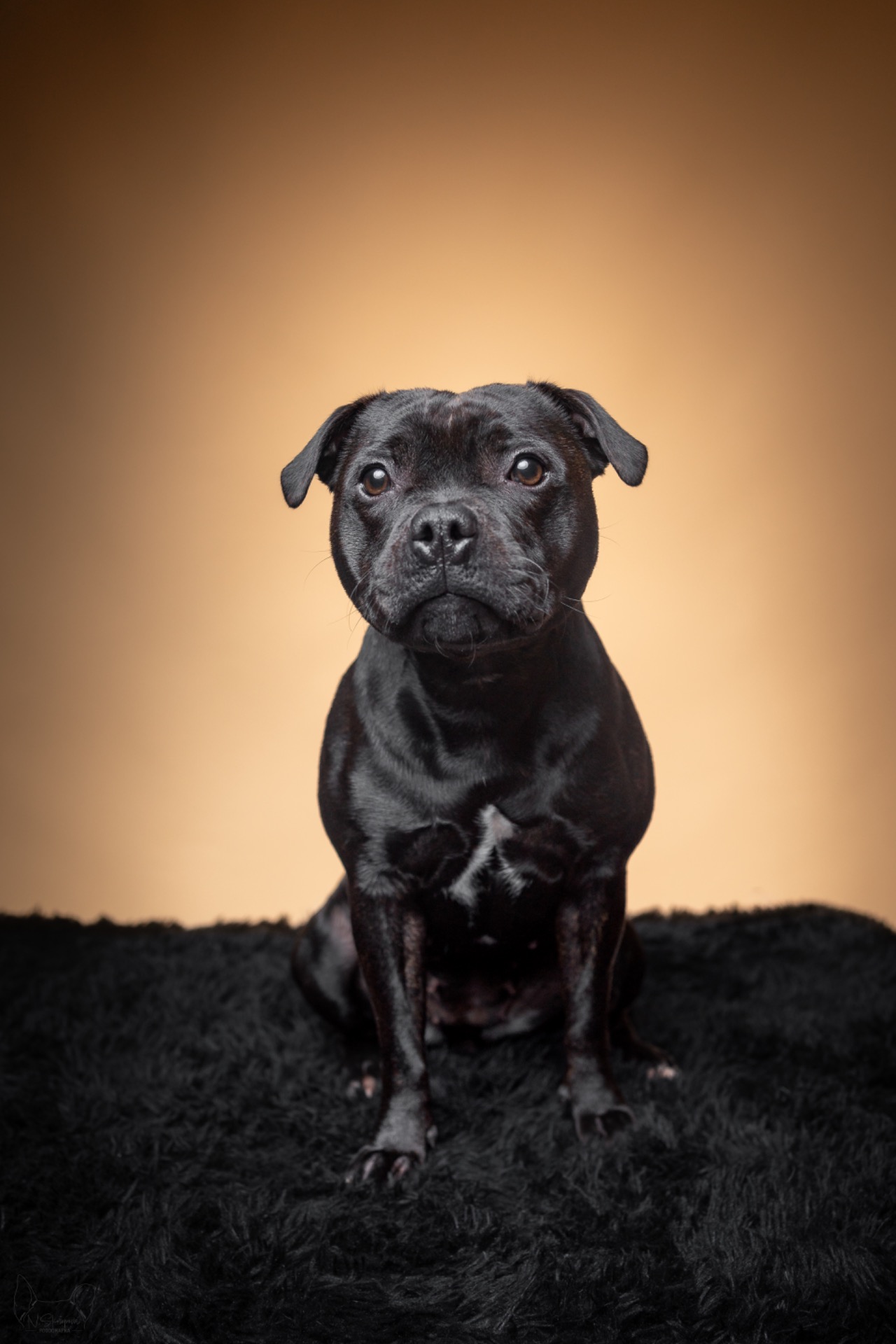 Agatha Harkness Apple's town Harlequins